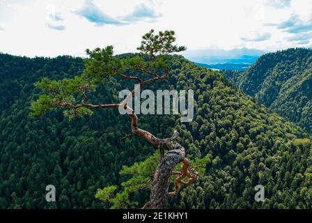 Eine alte Reliktkiefer auf dem Sokolica Berg, vor dem Hintergrund der Pieniny Berge. Stockfoto