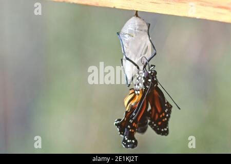 Neuer Monarch Butterfly im Sonnenlicht Stockfoto