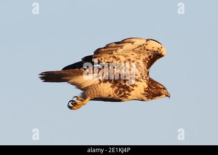 Red tailed Hawk Jungvögel fliegen und landen Stockfoto