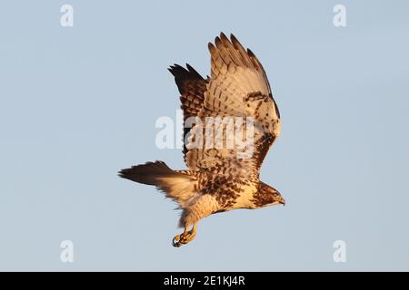 Red tailed Hawk Jungvögel fliegen und landen Stockfoto