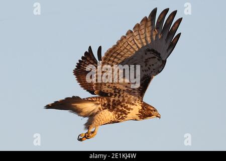 Red tailed Hawk Jungvögel fliegen und landen Stockfoto