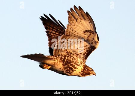 Red tailed Hawk Jungvögel fliegen und landen Stockfoto