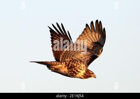 Red tailed Hawk Jungvögel fliegen und landen Stockfoto