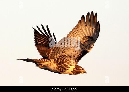 Red tailed Hawk Jungvögel fliegen und landen Stockfoto