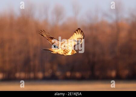 Red tailed Hawk Jungvögel fliegen und landen Stockfoto