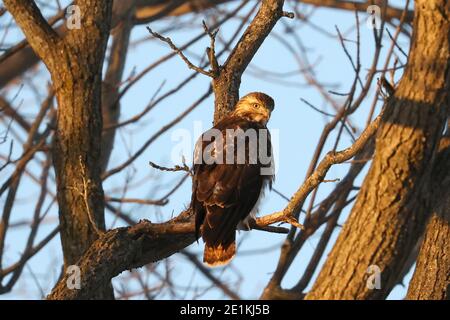 Red tailed Hawk Jungvögel fliegen und landen Stockfoto