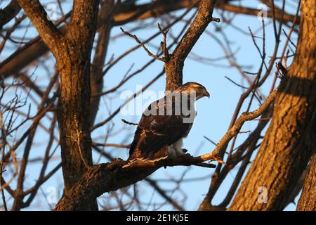 Red tailed Hawk Jungvögel fliegen und landen Stockfoto