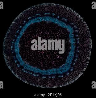 Querschnitt unter dem Mikroskop geschnitten – mikroskopische Ansicht von Pflanzenzellen für die botanische Erziehung Stockfoto