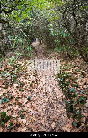 Naturpfad-Tunnel durch Rhododendron. Person, die in der sehr weit entfernten Entfernung läuft. Mit Blättern übersäte Strecke. Stockfoto