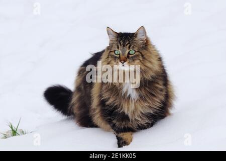 Eine ziemlich flauschige Norwegische Waldkatze im Schnee Stockfoto