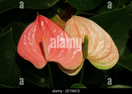 Schöne weiße und rosa Anthurium Blüten Stockfoto