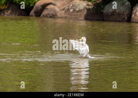 Pekin Duck schwimmt im Wasser, während sie mit den Flügeln flatscht Im Japanischen Garten Toowoomba Stockfoto