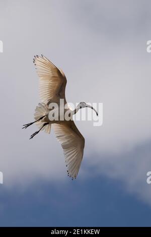 Ibis fliegt durch die Luft mit ausgebreiteten Flügeln Die japanischen Gärten Toowoomba Stockfoto