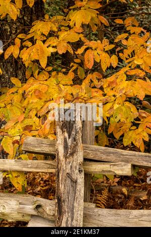 Post auf Split Rail Zaun im Herbst entlang der Blue Ridge Parkway Stockfoto