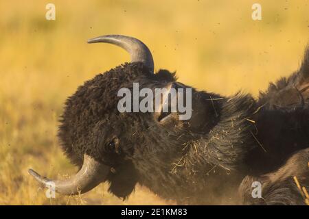 American Bison rollt im Dreck herum und fliegt Stockfoto