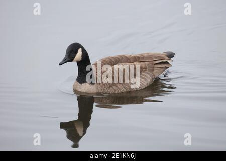 Winter Bank am Pier Stockfoto