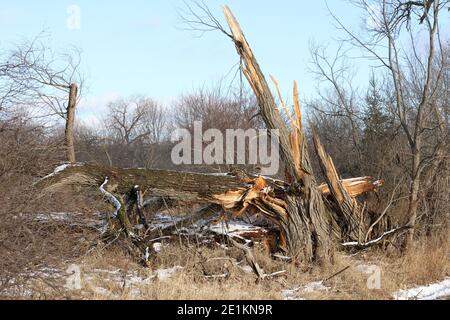 Zerbrochene Bäume, Sturmschaden Stockfoto