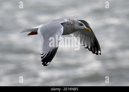 Möwen fliegen über den See Stockfoto