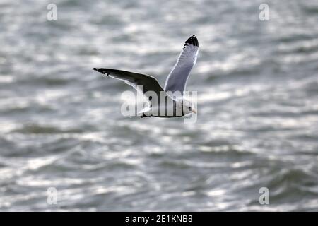 Möwen fliegen über den See Stockfoto