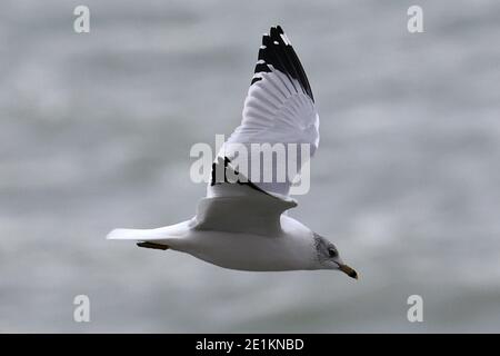 Möwen fliegen über den See Stockfoto