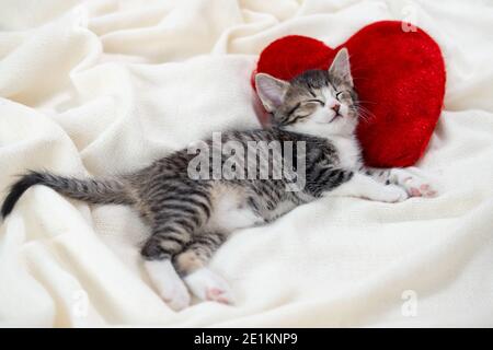 Valentinstag Katze. Kleine gestreifte Kätzchen schlafen auf Herz Form roten Kissen auf hellweißen Decke auf dem Bett. Haustiere Konzept. Stockfoto