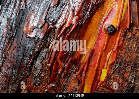 Nahaufnahme von pazifischer Madrone (Arbutus menziesii) Baumrinde mit roten Orange- und Brauntönen und glatten und rauen Texturen, Washington Park, Anacortes, Wa Stockfoto