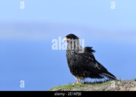 Gestreifte Caracara (Phalcoboenus australis) auf einem Felsvorsprung, gegen den saphirblauen Himmel der Falklandinseln im Südatlantik. Stockfoto