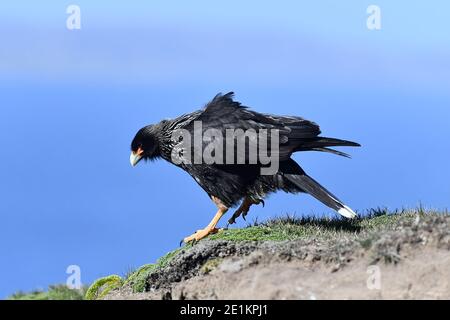 Gestreifte Caracara (Phalcoboenus australis) auf einem Felsvorsprung, gegen den saphirblauen Himmel der Falklandinseln im Südatlantik. Stockfoto