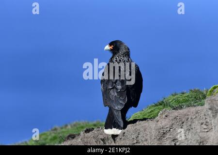 Gestreifte Caracara (Phalcoboenus australis) auf einem Felsvorsprung, gegen den saphirblauen Himmel der Falklandinseln im Südatlantik. Stockfoto