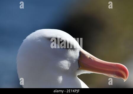 Schwarzbrauenalbatros (Thalassarche melanophris) brüten auf den Falklandinseln im Südatlantik. Stockfoto