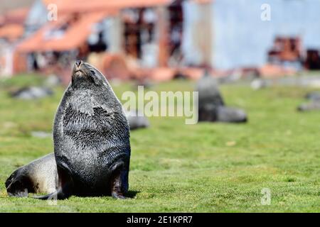 Antarktische Seehunde (Arctocephalus gazella) inmitten der Ruinen der Stromness Whaling Station. Historisches Wahrzeichen der Walfangindustrie. Stockfoto