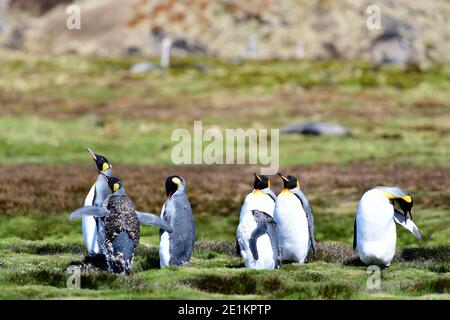 Königspinguine (Aptenodytes patagonicus) in der Federmausung auf der Graslandebene der Insel Süd-Georgien, im südlichen Atlantischen Ozean. Stockfoto