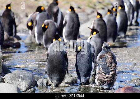 Königspinguine (Aptenodytes patagonicus) in der Federmausung in ihrer Kolonie von Südgeorgien, im Südatlantik. Stockfoto