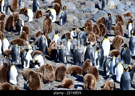Königspinguine (Aptenodytes patagonicus) Erwachsene und Küken in einer großen Kolonie auf Südgeorgien Insel, im südlichen Atlantik. Stockfoto