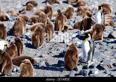 Königspinguine (Aptenodytes patagonicus) Erwachsene und Küken in einer großen Kolonie auf Südgeorgien Insel, im südlichen Atlantik. Stockfoto