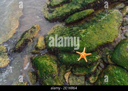 Seesterne auf einem mit Algen bedeckten Felsblock Stockfoto