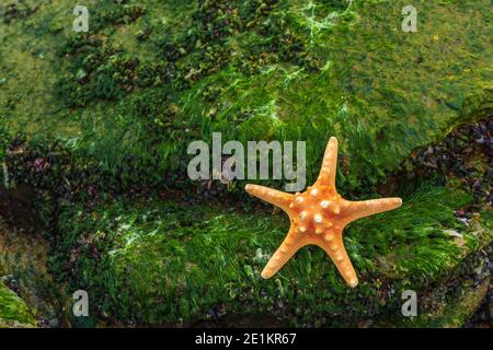 Seesterne auf einem mit Algen bedeckten Felsblock Stockfoto