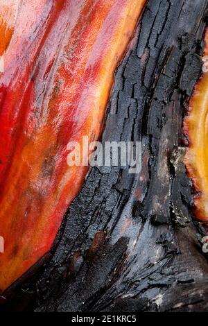 Nahaufnahme von pazifischer Madrone (Arbutus menziesii) Baumrinde mit roten Orange- und Brauntönen und glatten und rauen Texturen, Washington Park, Anacortes, Wa Stockfoto