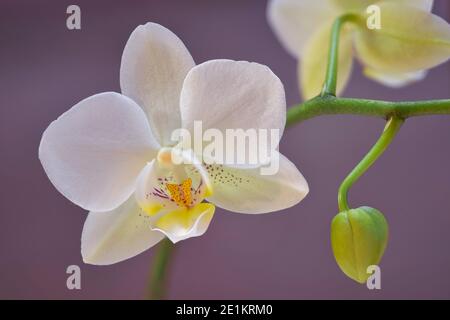 Weiße Orchideenblüte und Knospe, weicher Fokus und mauve Hintergrund Stockfoto