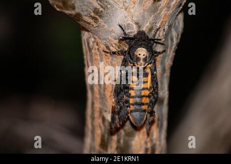 Acherontia atropos, die (afrikanischen) Todeskopf-Falkmotten, Todeskopf-Falkmots sind groß, von 3.5 bis 5 Zoll (80-120 mm) als Erwachsene. Stockfoto