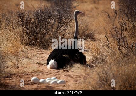 Weiblicher Somali-Strauß (Struthio molybdophanes) mit Eiern in ihrem Nest, auch bekannt als der Blauhalsostrich, ist ein großer fluguntauglicher Vogel, der in der beheimatet ist Stockfoto