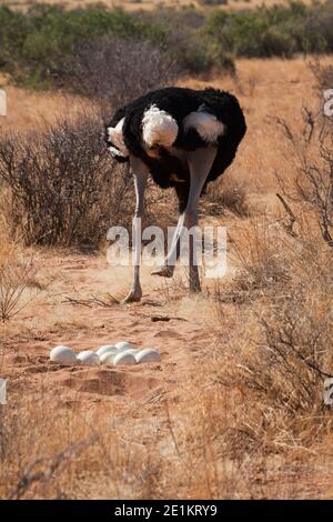 Weiblicher Somali-Strauß (Struthio molybdophanes) mit Eiern in ihrem Nest, auch bekannt als der Blauhalsostrich, ist ein großer fluguntauglicher Vogel, der in der beheimatet ist Stockfoto