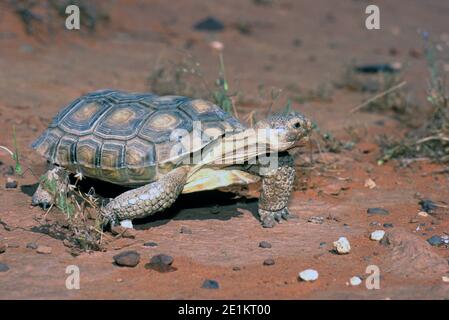 Wüstenschildkröte (Gopherus agassizii) Im Red Cliffs Desert Tortoise Reserve in SW Utah Stockfoto