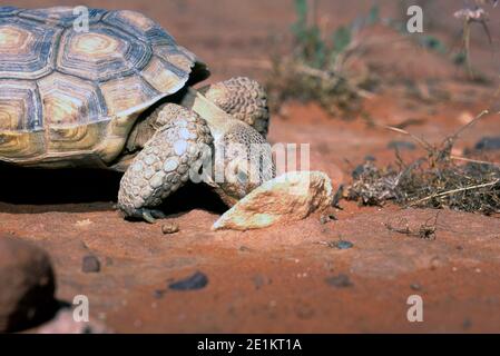 Wüstenschildkröte (Gopherus agassizii) Im Red Cliffs Desert Tortoise Reserve in SW Utah Stockfoto