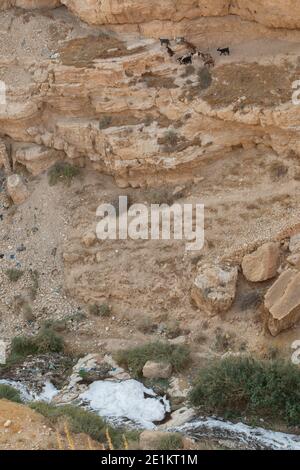 Die Heilige Lavra von Saint Sabbas, in Syrisch als Mar Saba bekannt ist ein griechisch-orthodoxes Kloster mit Blick auf das Kidron-Tal an einem Punkt auf halbem Weg zwischen dem Stockfoto