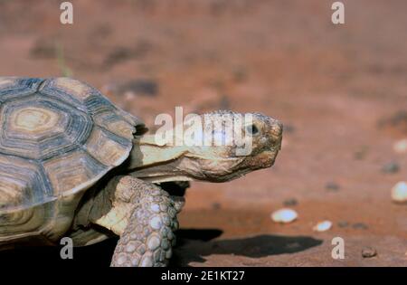 Wüstenschildkröte (Gopherus agassizii) Im Red Cliffs Desert Tortoise Reserve in SW Utah Stockfoto