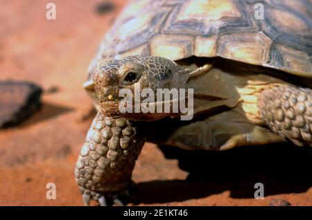 Wüstenschildkröte (Gopherus agassizii) Im Red Cliffs Desert Tortoise Reserve in SW Utah Stockfoto