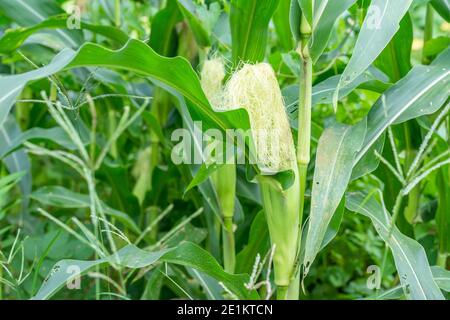 Maisblüte-Maisblüte im Feld Stockfoto