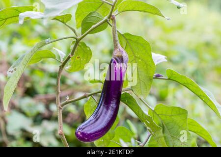 Lila Aubergine hängt auf dem Baum im Garten. Stockfoto