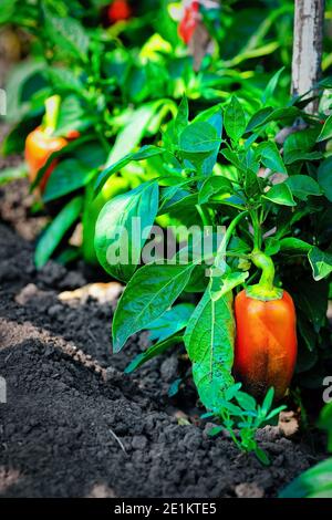 Reifer Pfeffer wächst auf einem grünen Stiel im Garten. Anbau von natürlichem Gemüse. Stockfoto